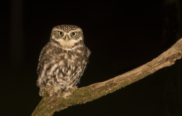 Картинка животные совы птичка