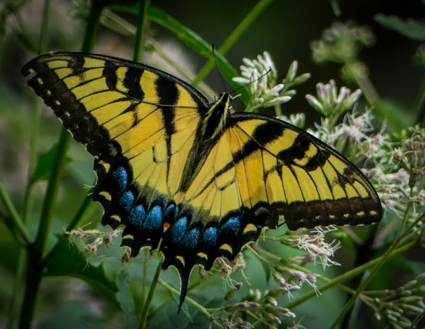 Обои картинки фото животные, бабочки,  мотыльки,  моли, бабочка