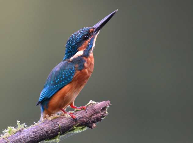 Обои картинки фото животные, зимородки, птичка