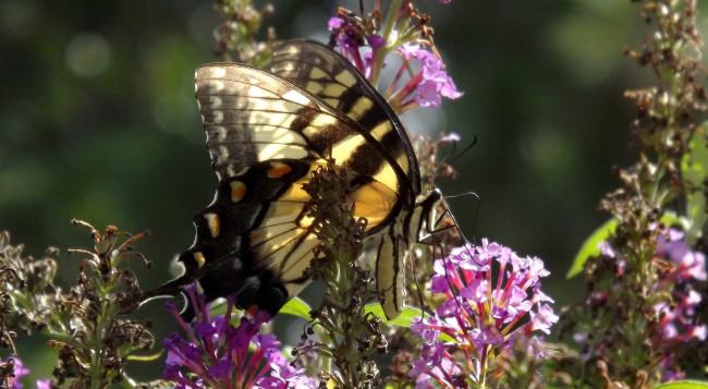 Обои картинки фото животные, бабочки,  мотыльки,  моли, бабочка