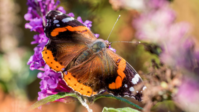 Обои картинки фото животные, бабочки,  мотыльки,  моли, бабочка