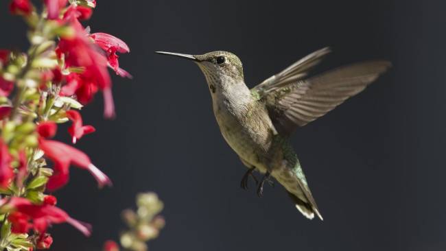 Обои картинки фото животные, колибри, птичка