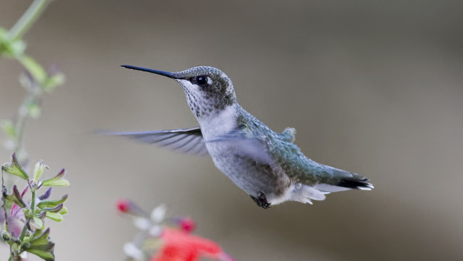 Обои картинки фото животные, колибри, птичка