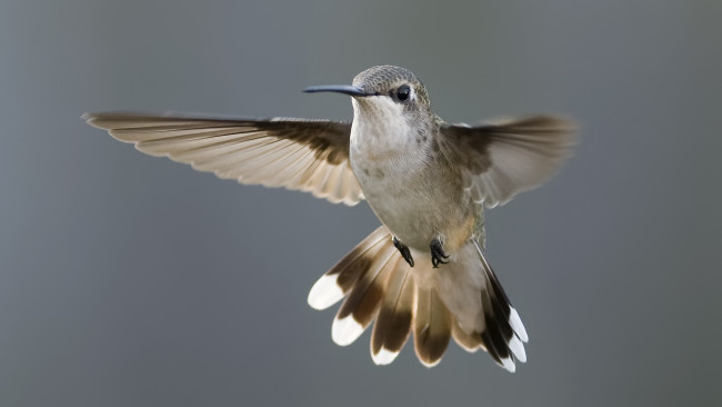 Обои картинки фото животные, колибри, птичка