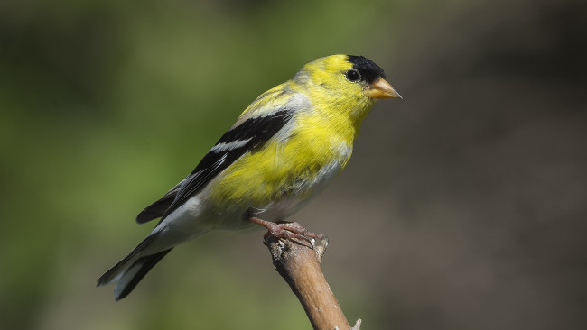 Обои картинки фото животные, птицы, птичка