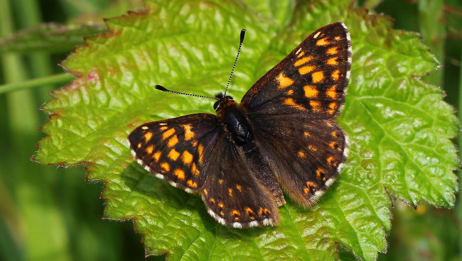 Обои картинки фото животные, бабочки,  мотыльки,  моли, бабочка