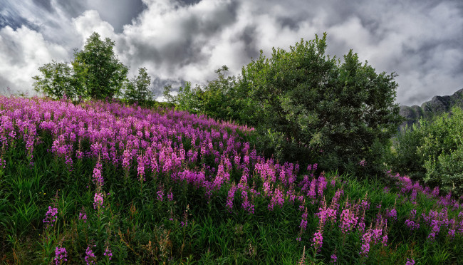 Обои картинки фото природа, луга, простор