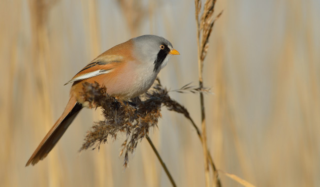 Обои картинки фото животные, птицы, птичка