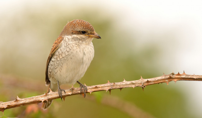 Обои картинки фото животные, птицы, птичка