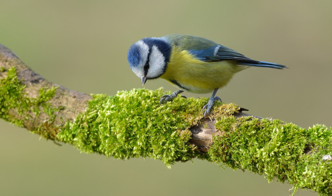 Обои картинки фото животные, синицы,  лазоревки, птичка