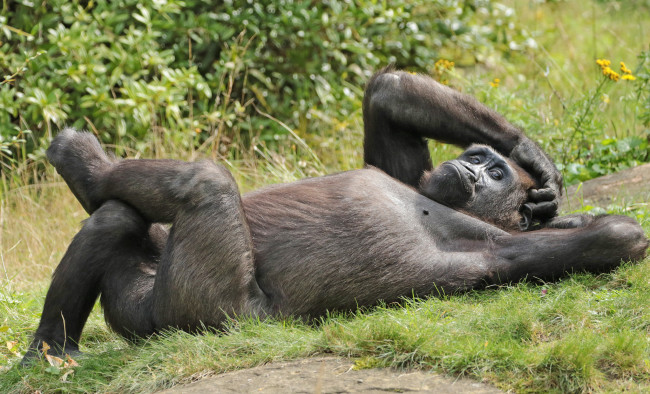 Обои картинки фото животные, обезьяны, обезьяна, животное, природа, зоо