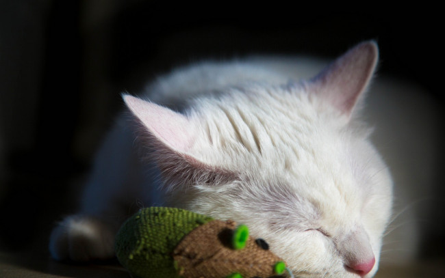 Обои картинки фото животные, коты, белый, цвет