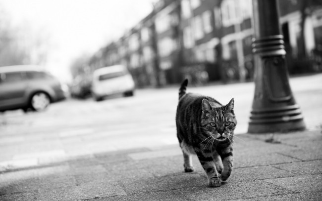Обои картинки фото животные, коты, черно-белое, фото