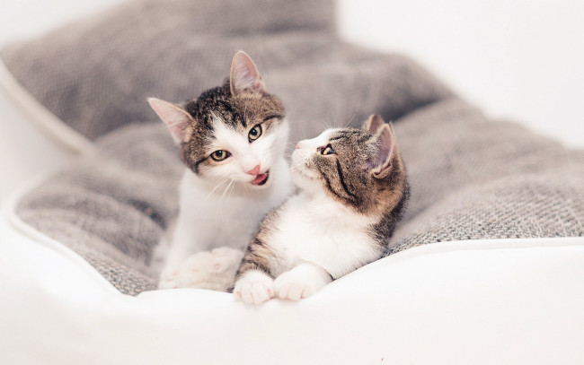 Обои картинки фото животные, коты, двое