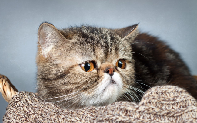 Обои картинки фото животные, коты, морда