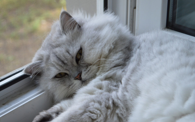 Обои картинки фото животные, коты, взгляд