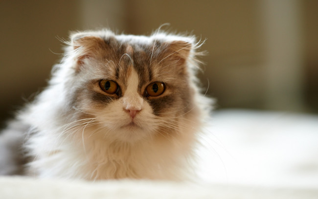 Обои картинки фото животные, коты, взгляд, морда