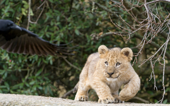 Обои картинки фото животные, львы, детеныш, птица, растения