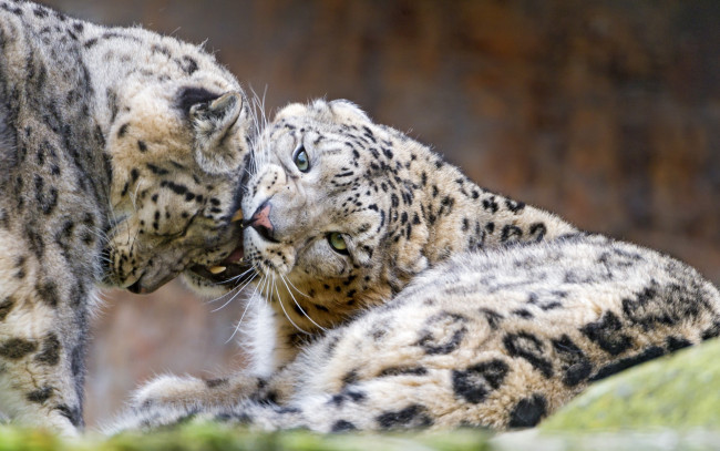 Обои картинки фото животные, снежный барс , ирбис, морда, двое