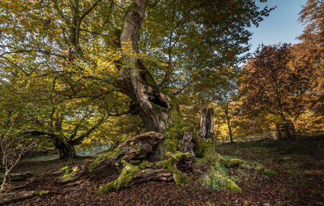 Обои картинки фото природа, деревья, простор