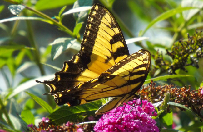 Обои картинки фото животные, бабочки,  мотыльки,  моли, бабочка