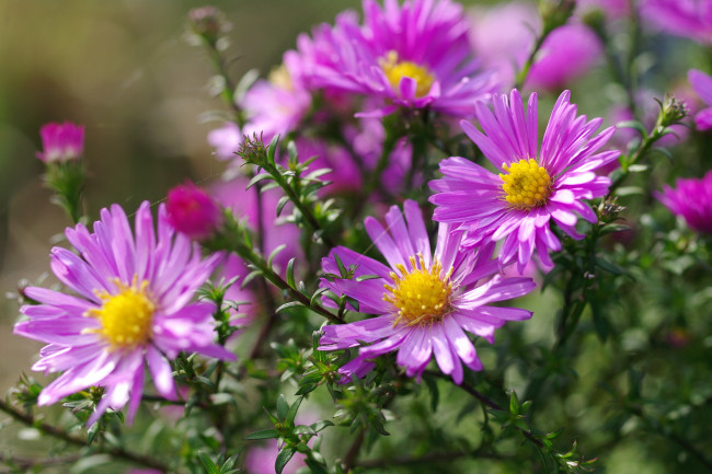 Обои картинки фото цветы, астры, октябрь, астра, кустовая, многолетники, красота, осень, макро, дача, флора, розовый, цвет, природа, растения