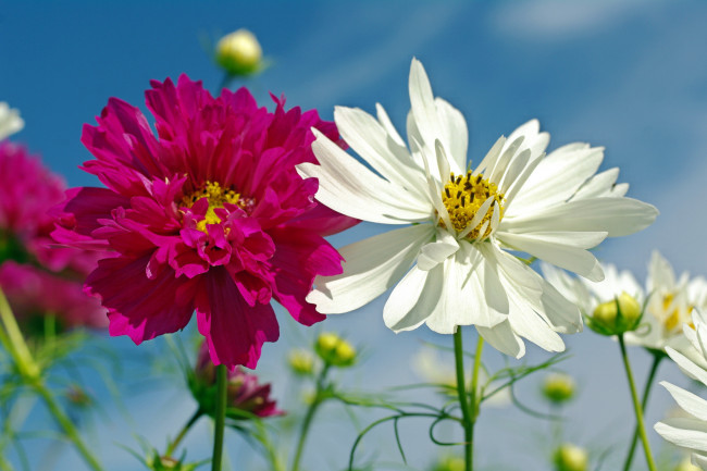 Обои картинки фото цветы, космея, растения, флора, природа, небо, однолетники, дача, красота
