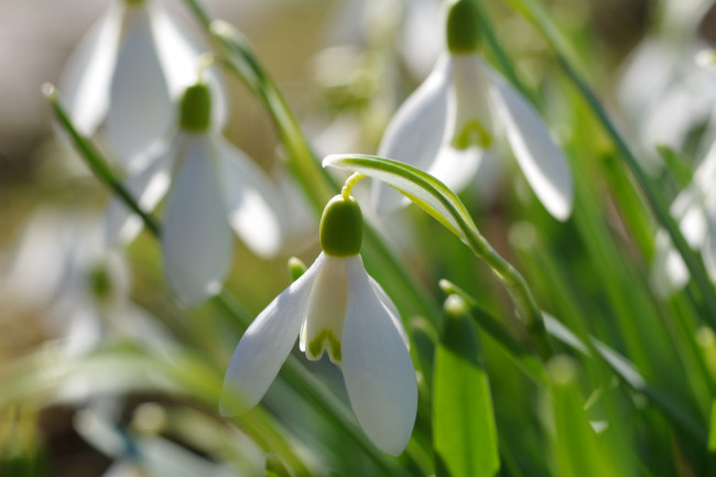 Обои картинки фото цветы, подснежники,  белоцветники,  пролески, флора, растения, природа, первоцветы, весна, белоснежность, макро, нежность, луковичные, галантус, дача, апрель