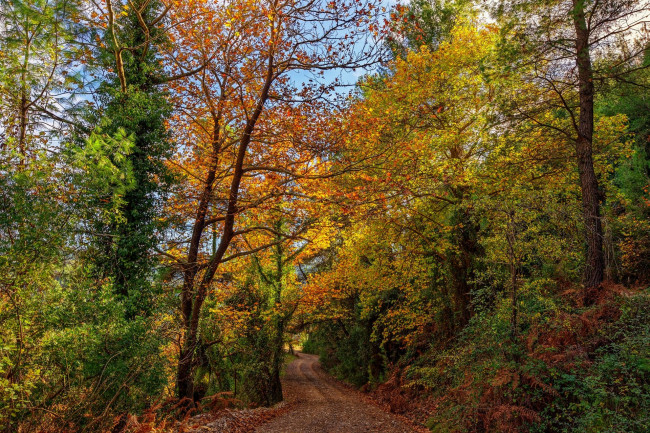 Обои картинки фото природа, лес, простор