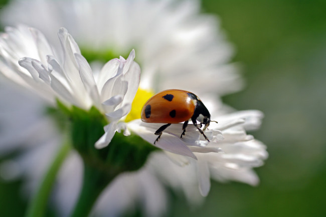 Обои картинки фото животные, божьи коровки, божья, коровка, растения, июнь, насекомые, макро, красота, жуки, дача, природа, флора