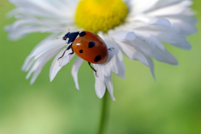 Обои картинки фото животные, божьи коровки, дача, растения, красота, макро, насекомые, природа, июнь, жуки, божья, коровка, флора