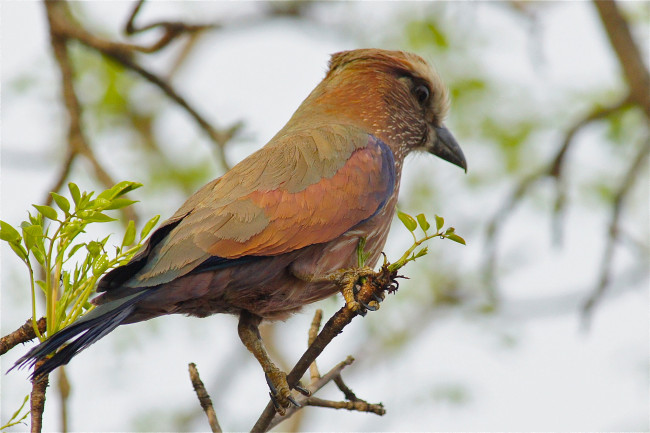 Обои картинки фото животные, птицы, птичка