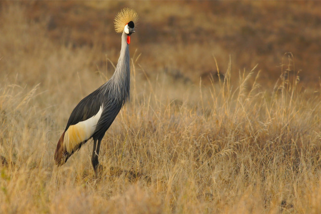 Обои картинки фото животные, журавли, птичка