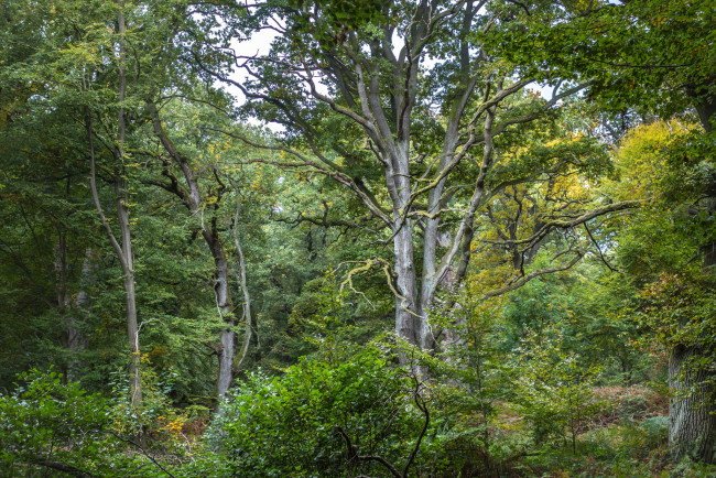 Обои картинки фото природа, лес, простор