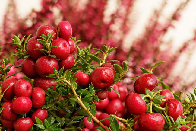 Обои картинки фото природа, Ягоды, простор