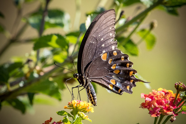 Обои картинки фото животные, бабочки,  мотыльки,  моли, бабочка