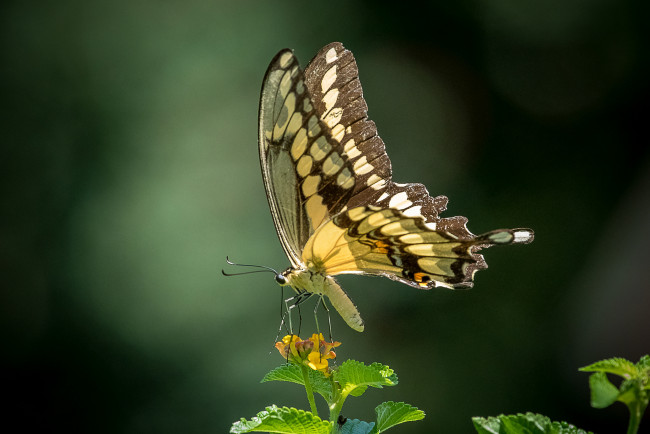 Обои картинки фото животные, бабочки,  мотыльки,  моли, бабочка