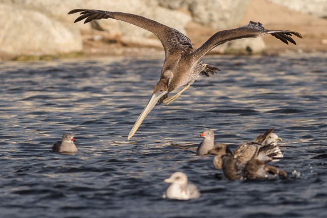 Обои картинки фото животные, пеликаны, птичка