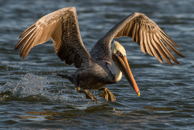 Обои картинки фото животные, пеликаны, птичка