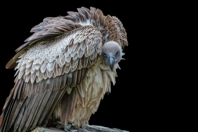 Обои картинки фото животные, птицы - хищники, птичка