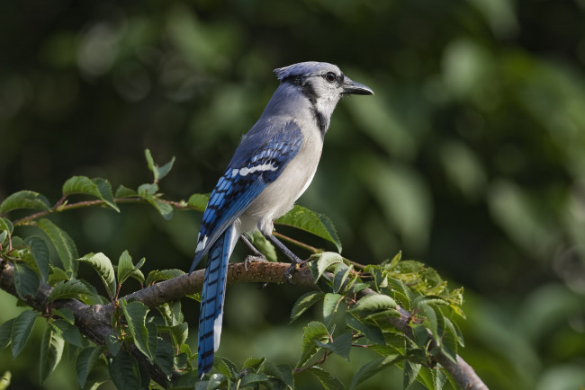 Обои картинки фото животные, птицы, птичка