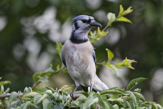 Обои картинки фото животные, птицы, птичка