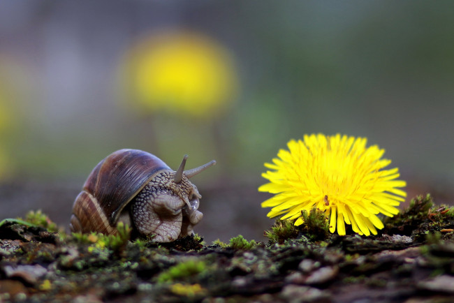 Обои картинки фото животные, улитки, мох, макро, фон, улитка, одуванчик