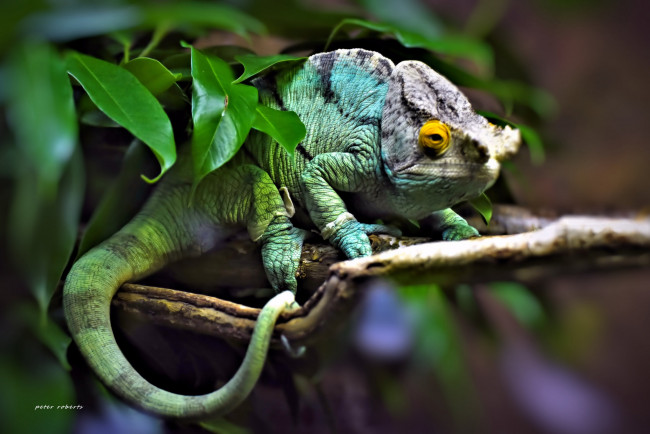 Обои картинки фото животные, Ящерицы,  игуаны,  вараны, ветка, хамелеон, чёрный, фон, ящерица