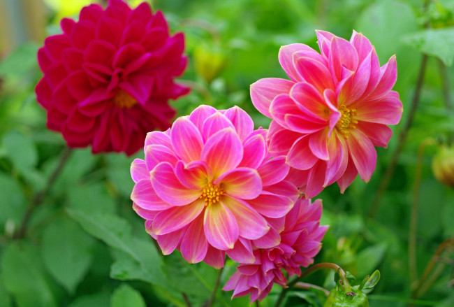 Обои картинки фото цветы, георгины, красота, осень, позитив, природа, растения, сентябрь, флора