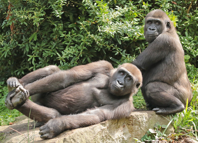 Обои картинки фото животные, обезьяны, обезьяна, животное, природа, зоо