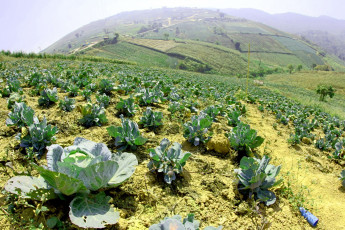 Картинка природа плоды капуста