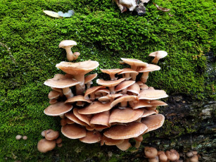 Картинка природа грибы грибная семейка