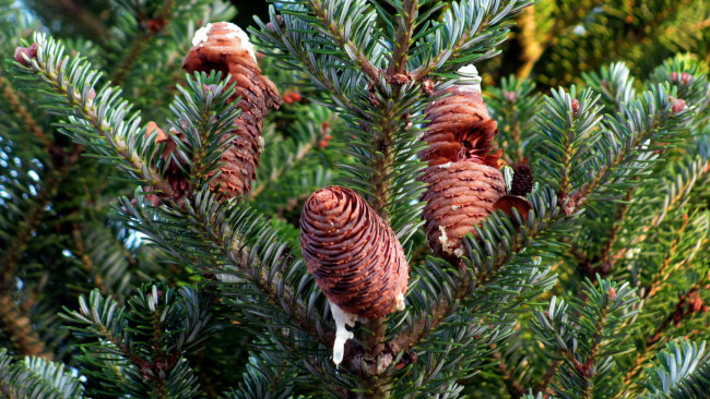 Обои картинки фото природа, шишки,  жёлуди,  каштаны