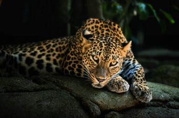 обоя животные, леопарды, леопард, камни